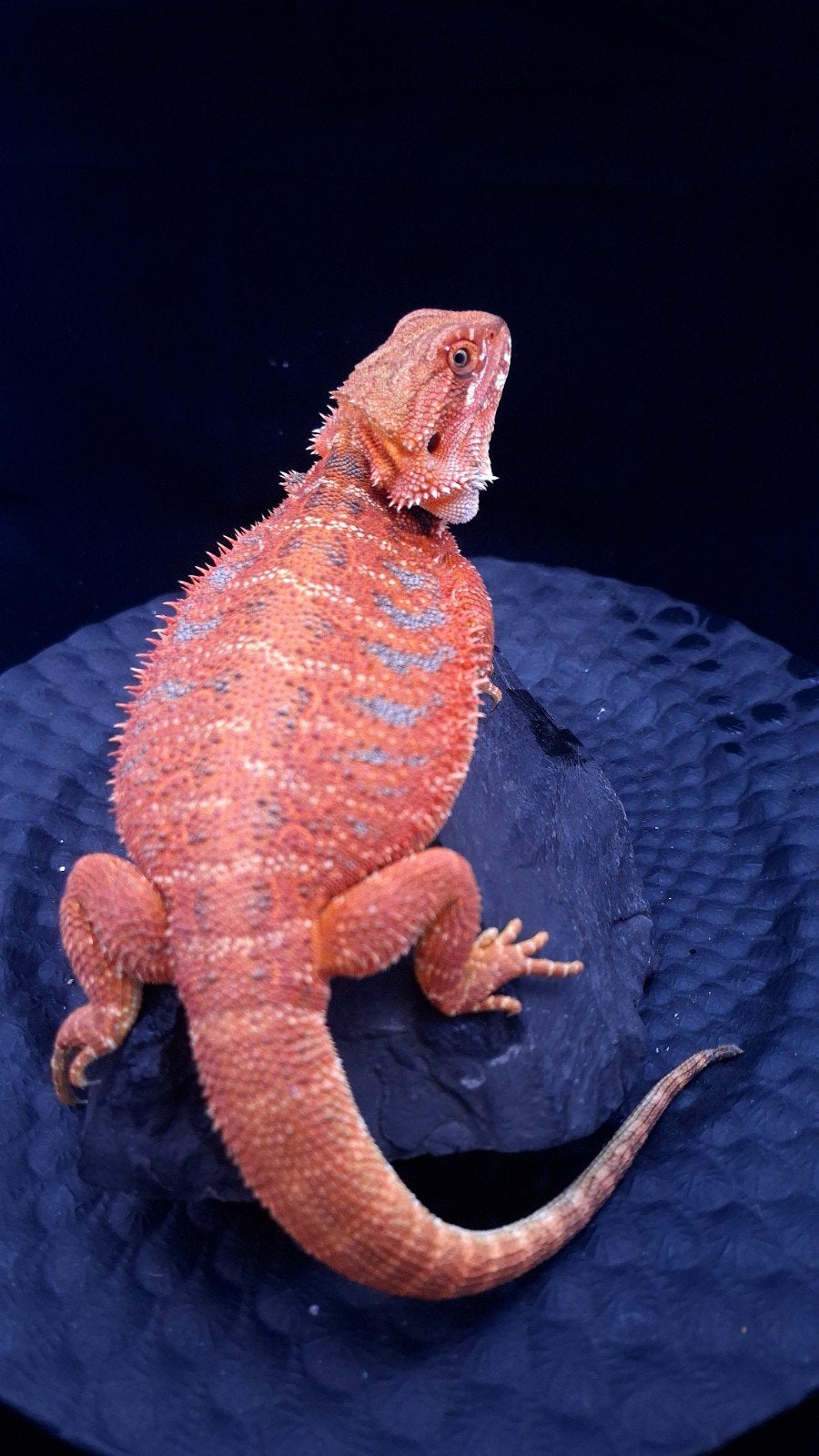 50% Red Monster Extreme Blue Tiger Vrouw, Animaux & Accessoires, Reptiles & Amphibiens, Lézard, 0 à 2 ans