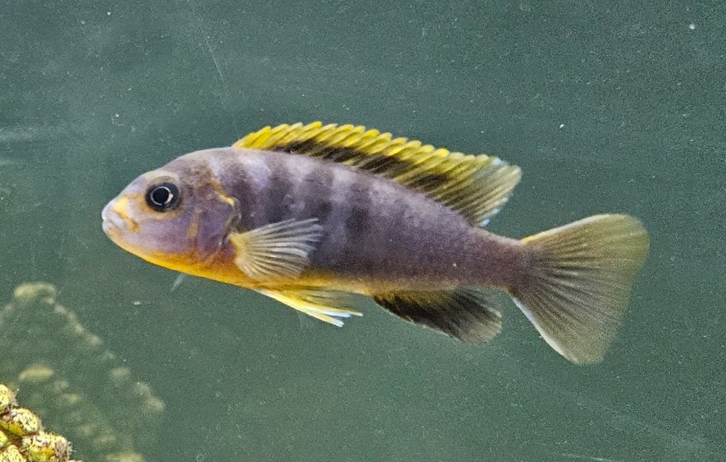 Cichlidés Labidochromis hongi Malawi, Animaux & Accessoires, Poissons | Poissons d'aquarium, Poisson, Poisson d'eau douce