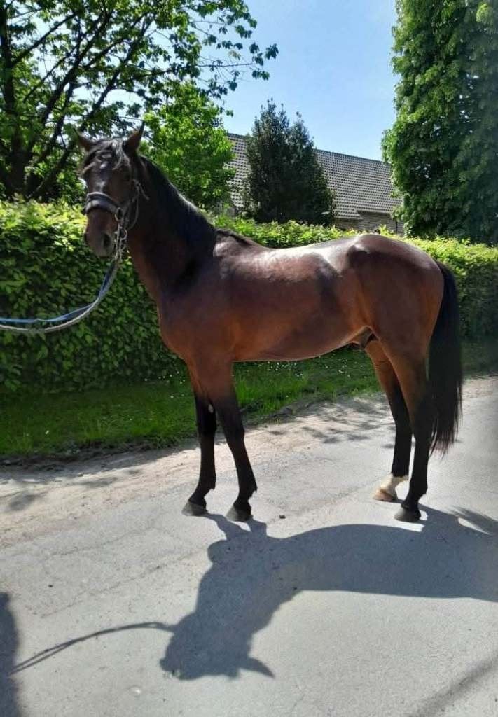 Springpaard, Animaux & Accessoires, Chevaux, 175 cm ou plus, Z, Cheval de saut, 3 à 6 ans