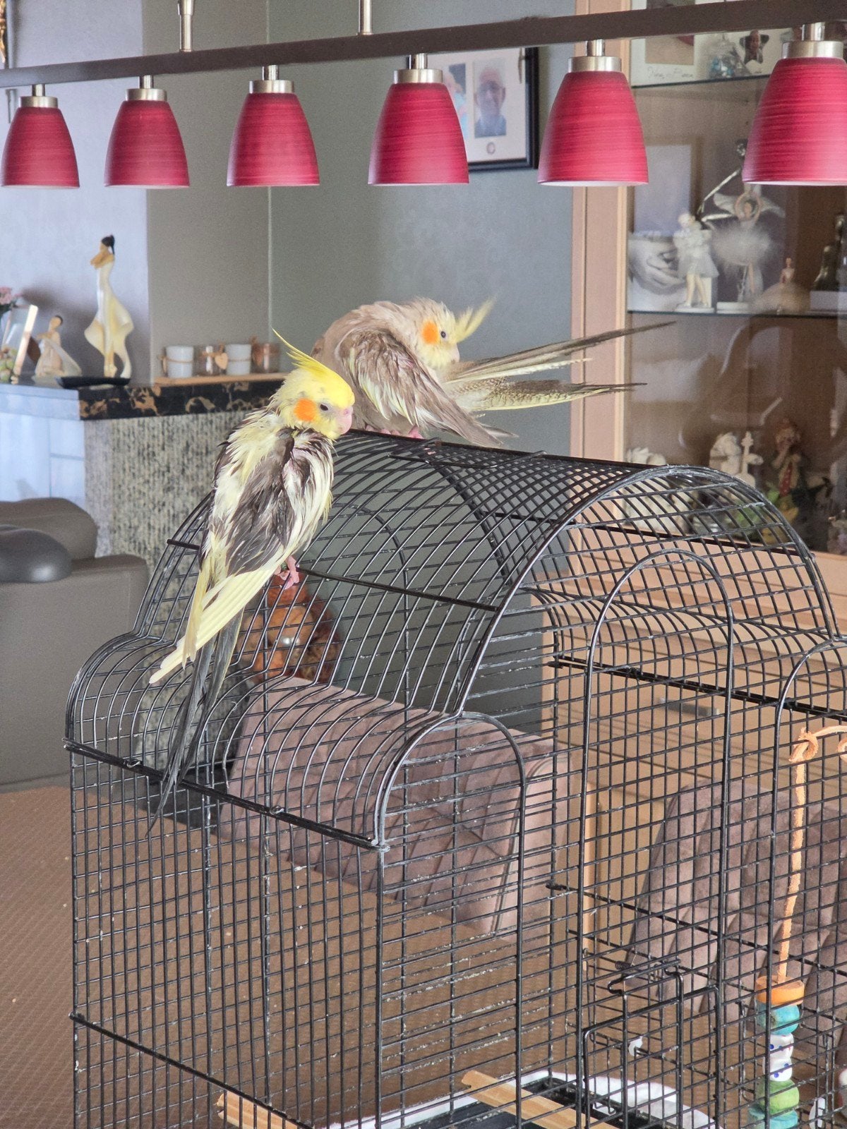 Valkjes zogoed als tam geringd Cinnamon en Opaline, Vrouwelijk, Parkiet, Geringd