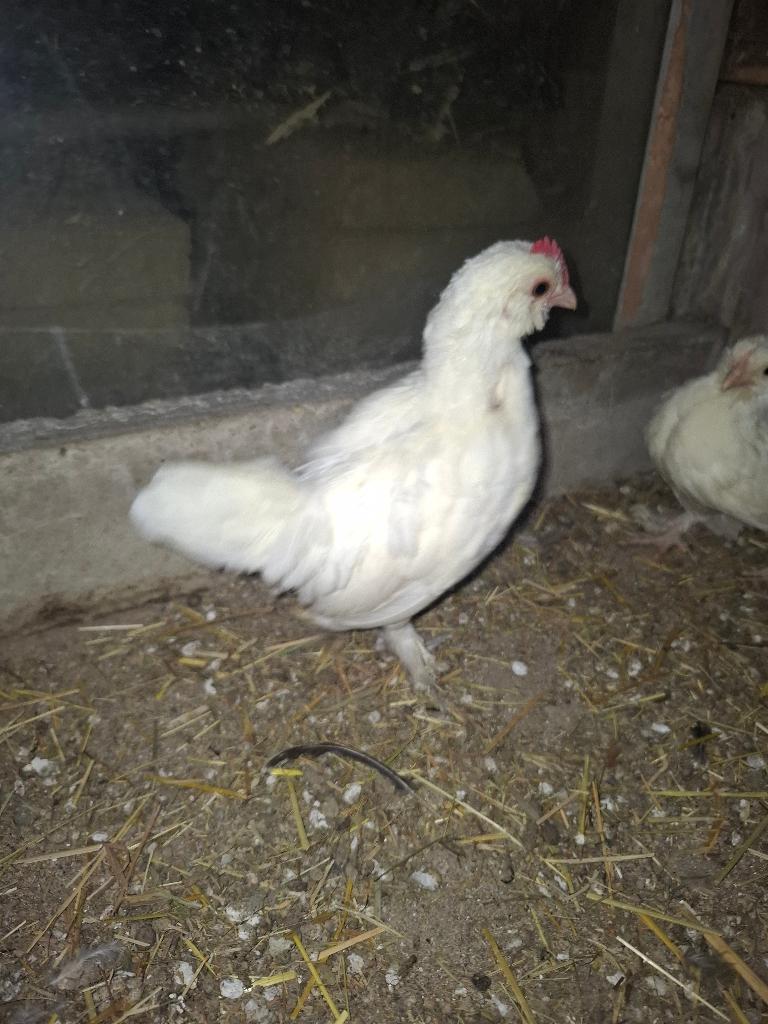 Kippen ukkelse baardkriel, Dieren en Toebehoren, Pluimvee, Mannelijk, Kip