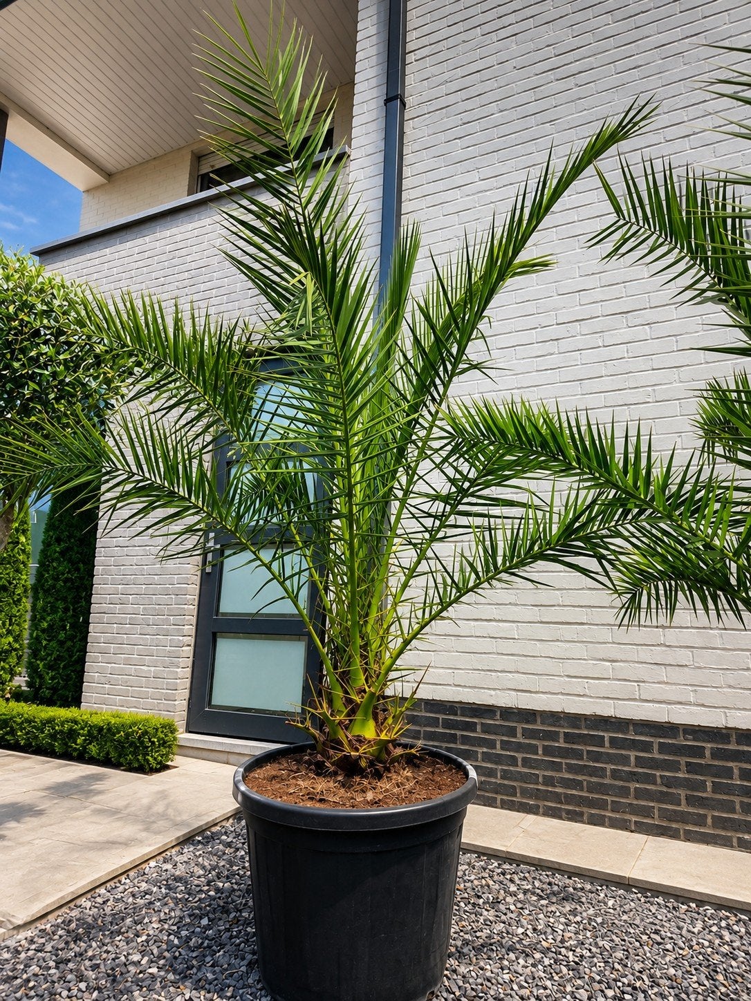 Palmboom Phoenix Canariensis, Ophalen, Palmboom