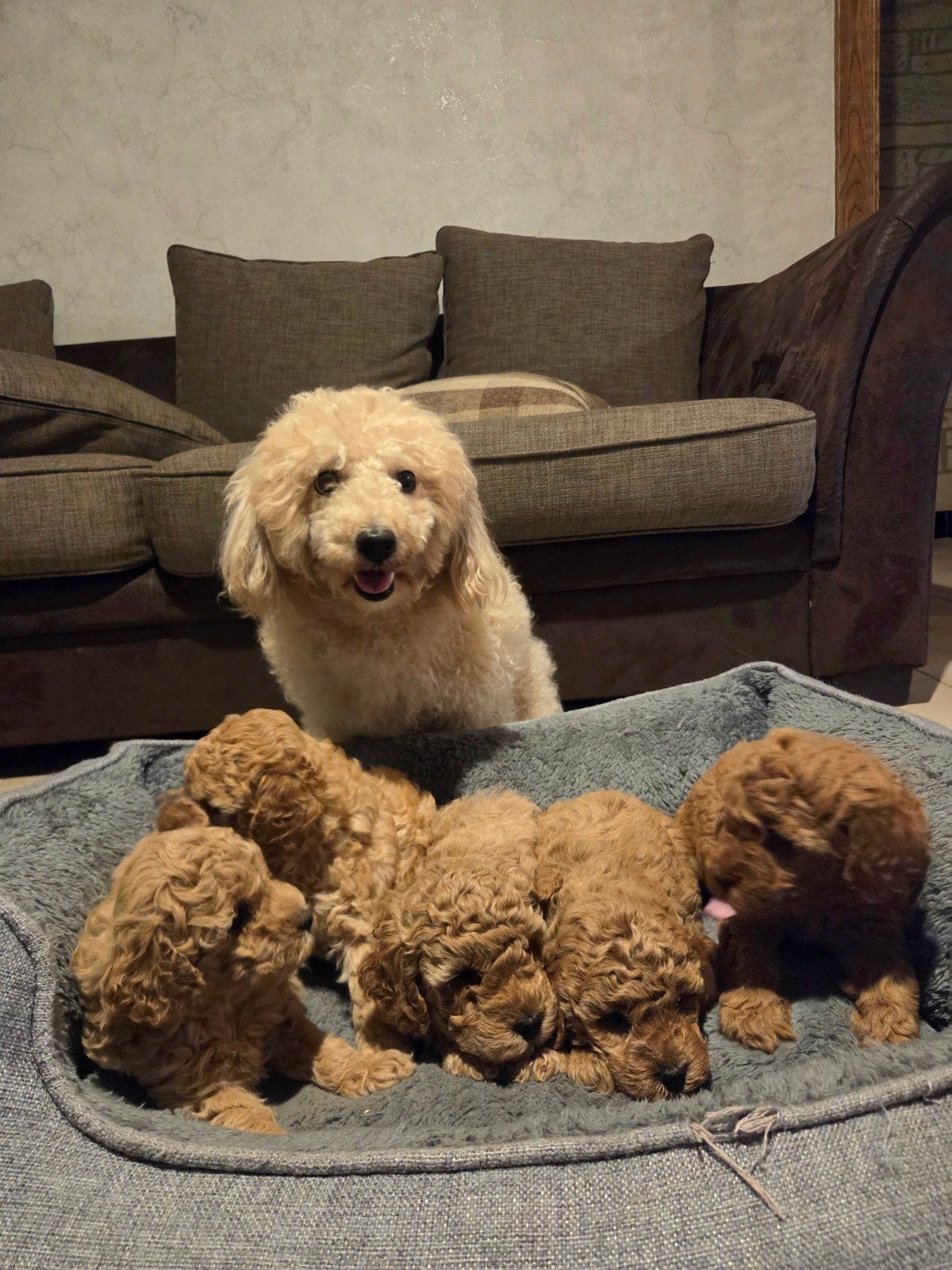 Prachtige dwergpoedelpuppy's, Poedel, België, Fokker | Hobbymatig, Meerdere