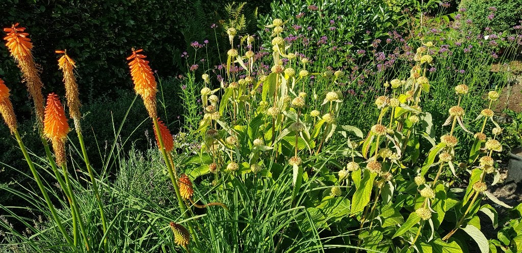 FAKKELLELIE KNIPHOFIA, Ophalen, Zomer, Vaste plant, Volle zon