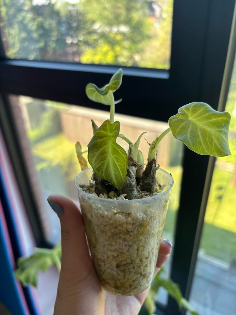 Alocasia Regal Shield, Ophalen
