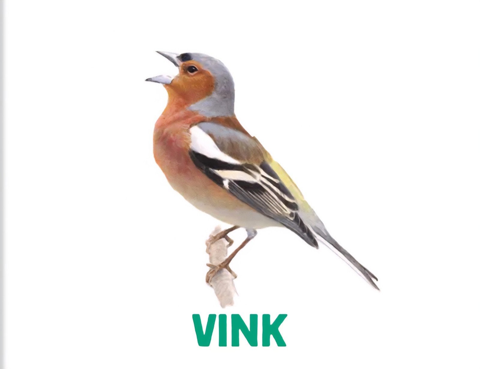 Botvink 2024, Animaux & Accessoires, Oiseaux | Oiseaux Autre