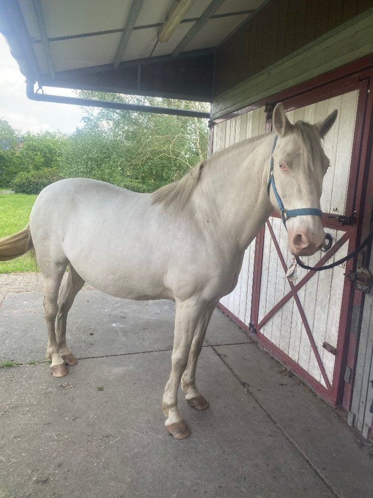 Grote d pony, Animaux & Accessoires, Poneys, Jument, Ne s'applique pas, Poney D (1.37 m à 1.48m), Poney de récréation, 11 ans ou plus