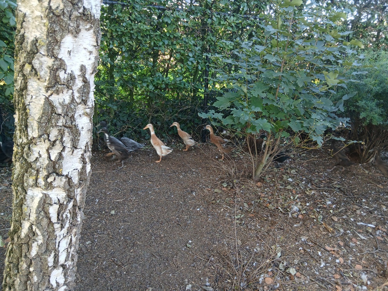 loopeenden, Meerdere dieren, Eend
