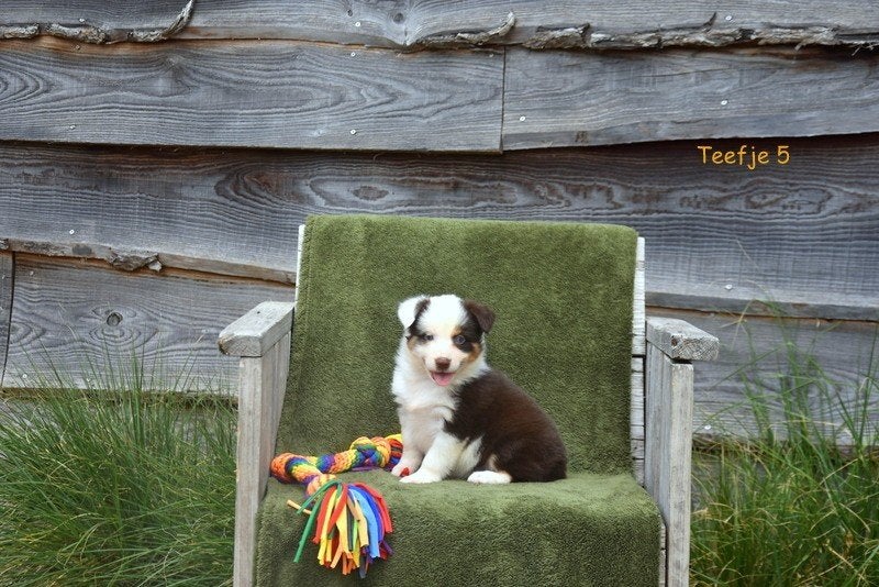 Prachtige Border Collie pups, Animaux & Accessoires, Chiens | Bergers & Bouviers, Colley, Plusieurs, Hépatite contagieuse (maladie de Rubarth)