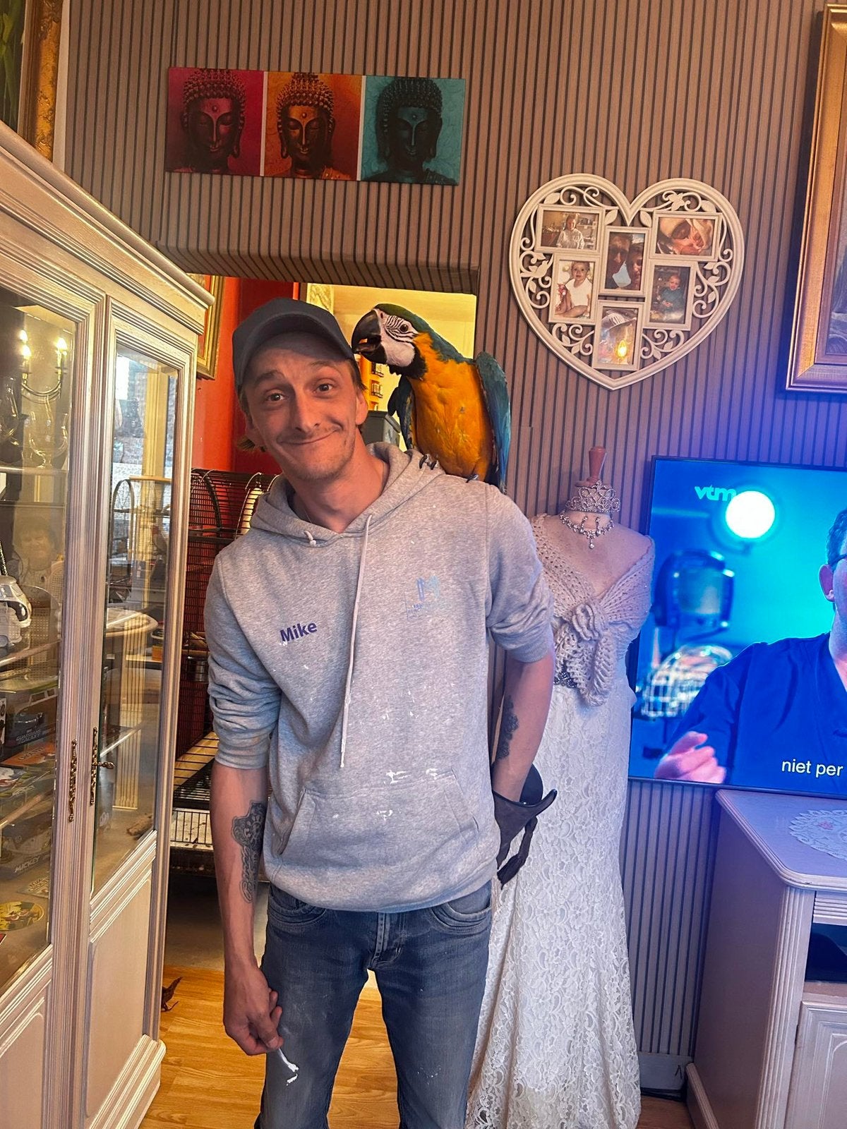 Ara à main bleu/jaune, Animaux & Accessoires, Femelle, Perroquet, Parleur