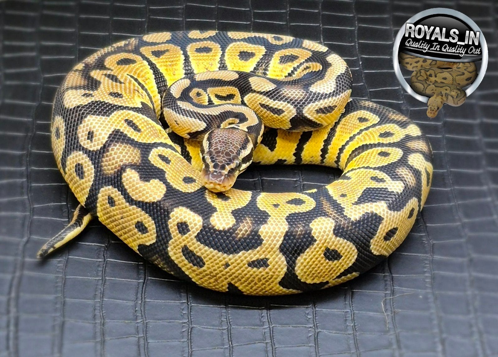 Python regius Ball Python - male for sale from ROYALS_IN