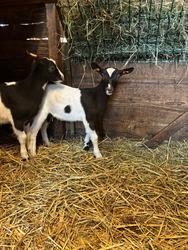Bonte geit en bok lammetjes, Dieren en Toebehoren, Schapen, Geiten en Varkens, Meerdere dieren, Geit, 0 tot 2 jaar