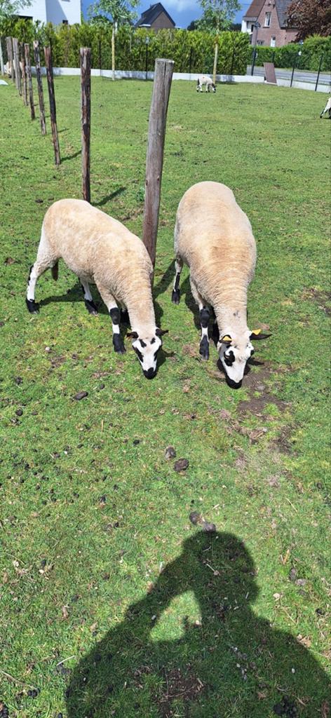 3 Kerry Hill Ooien & 4 Ram lammeren tekoop