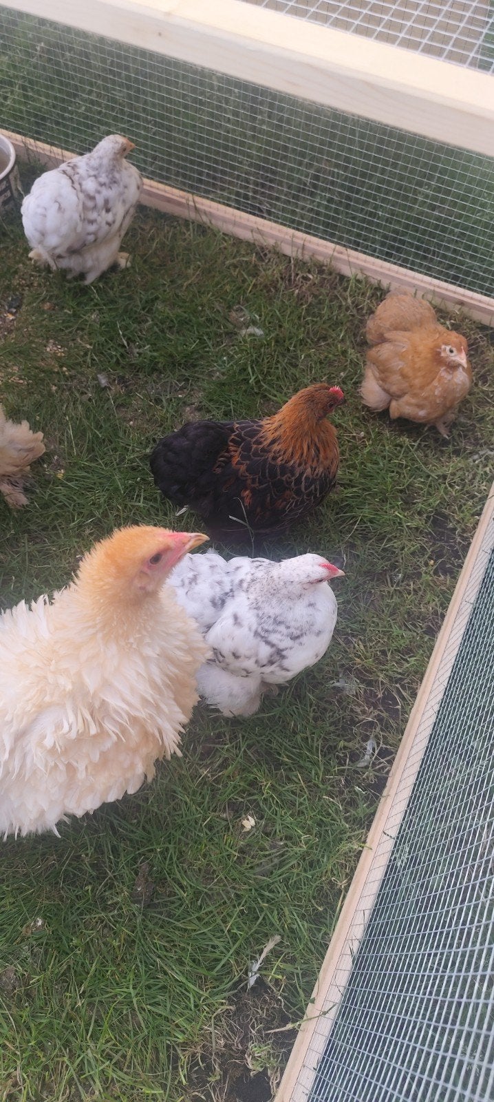 Cochin krielen 8 weken oud hanen en hennen, Dieren en Toebehoren, Pluimvee