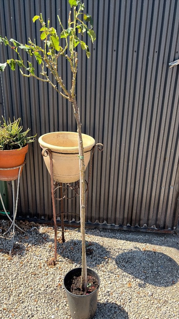 Roos rood op stam, Tuin en Terras, Ophalen, In pot