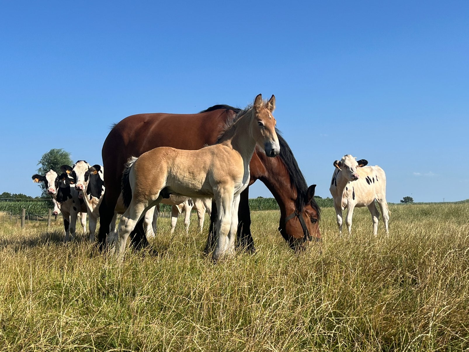 Bruin Belgisch trekpaard hengstveulen, Dieren en Toebehoren, Paarden, Met stamboom, Niet van toepassing, 0 tot 2 jaar, Hengst