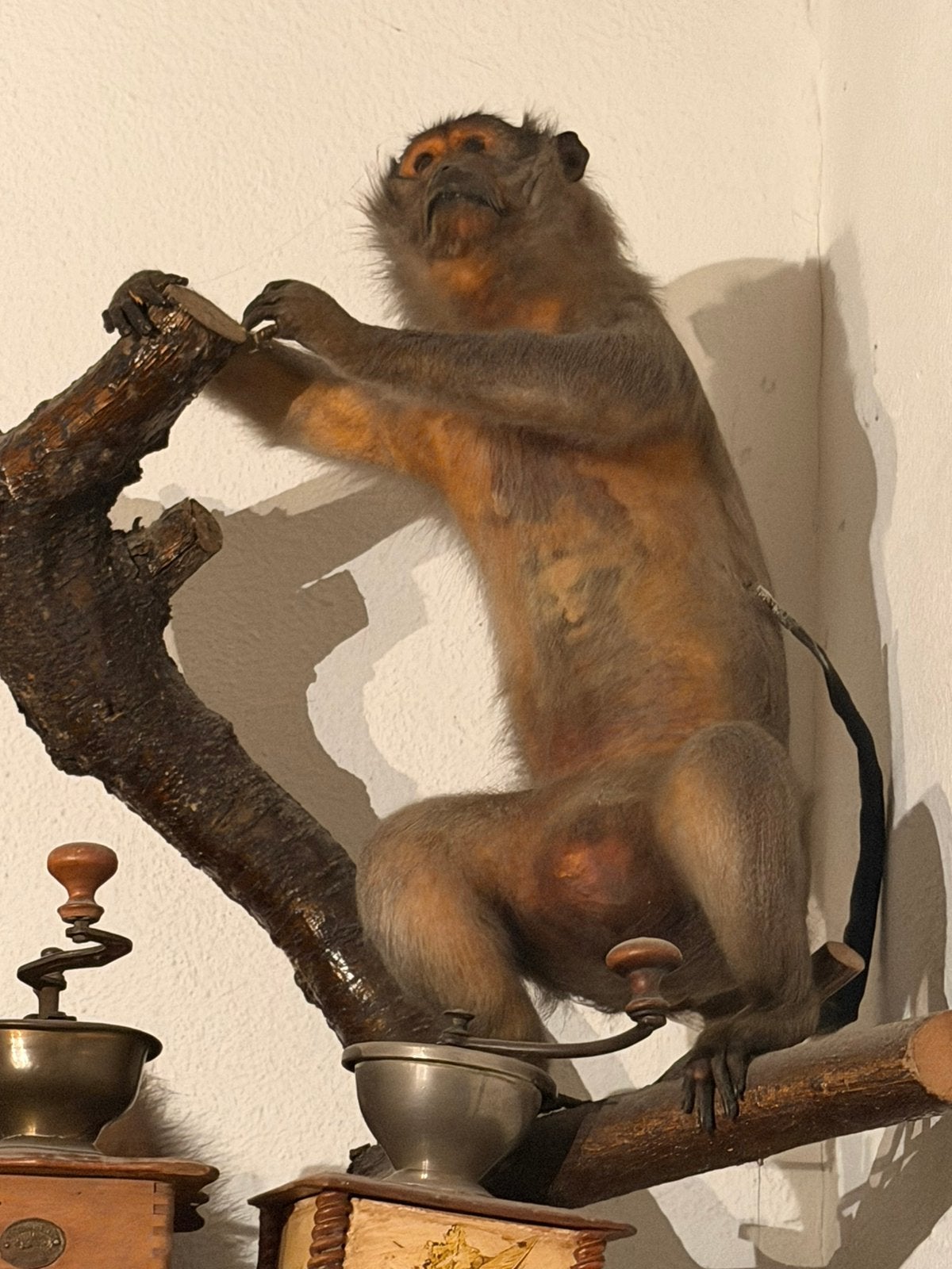 Animaux empaillé, Collections, Enlèvement ou Envoi, Comme neuf, Autres, Animal empaillé