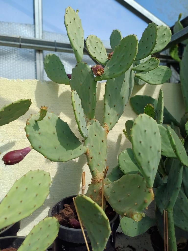 Mooie schijfcactussen met gele bloem., Tuin en Terras, Planten | Tuinplanten, Ophalen