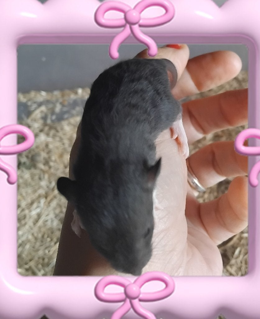 Tamme dwergratjes, Animaux & Accessoires, Rongeurs, Rat, Juin, Domestique, Plusieurs animaux