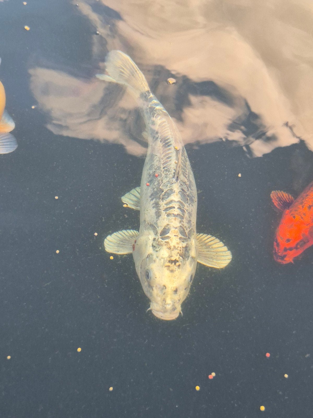 Japanse Koi Doitsu Kumonryu 60cm, Animaux & Accessoires