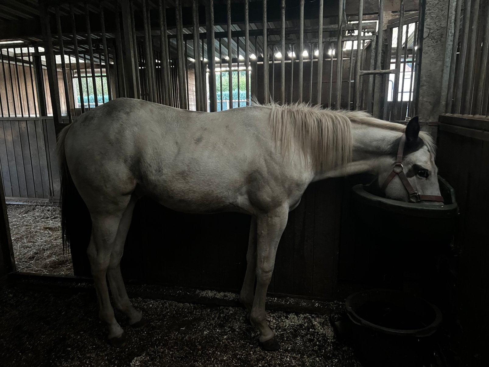 Peignez trop, Avec pedigree, Moins de 160 cm, Étalon, 0 à 2 ans