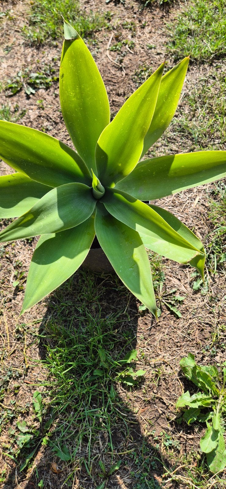 Agave attenuata, Ophalen of Verzenden, Lente