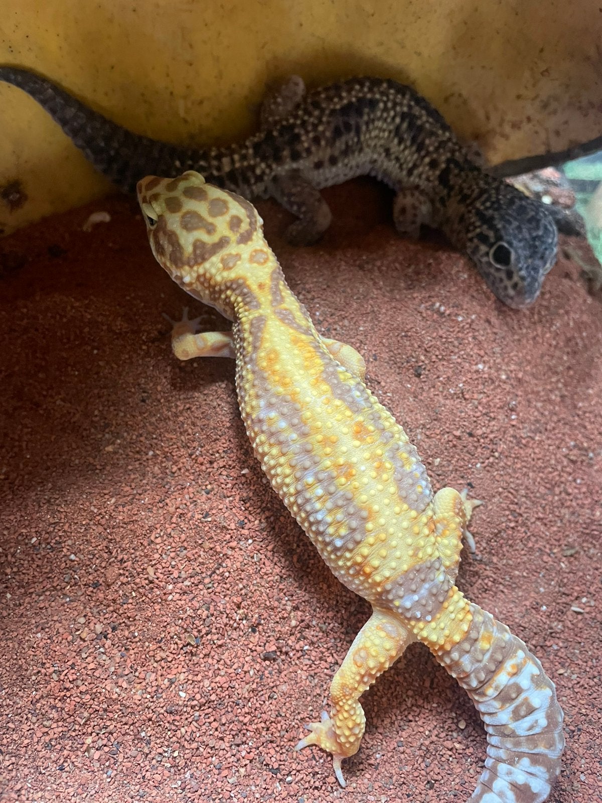 Mooi kweekkoppel luipaardgekko, Dieren en Toebehoren, Met terrarium
