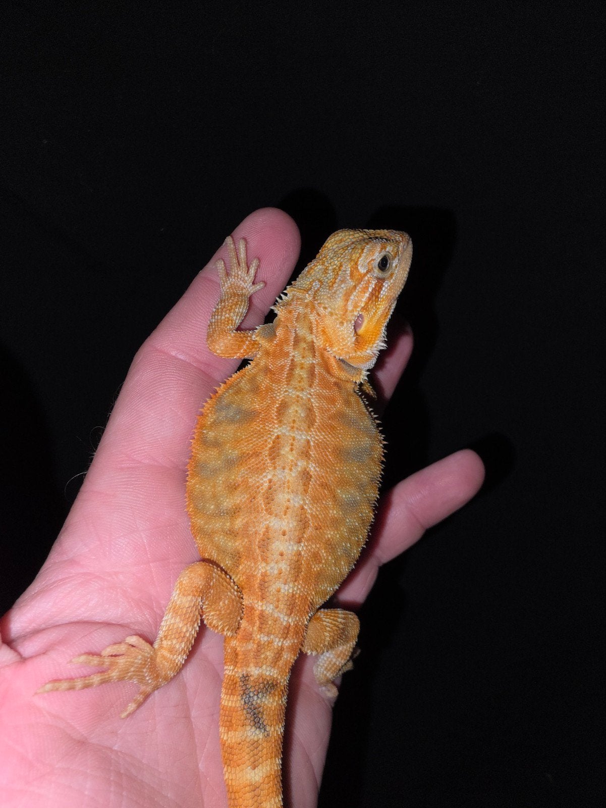 prachtige orange hypo partial trans baardagaam-man, Dieren en Toebehoren, Hagedis, Tam, 0 tot 2 jaar