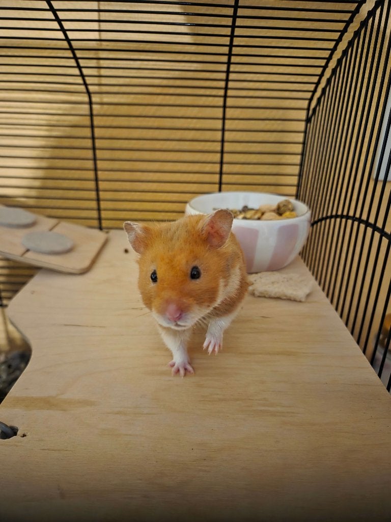 Mannelijke gouden hamster met mooie en grote luxe kooi, Hamster, Mannelijk, Januari, Tam
