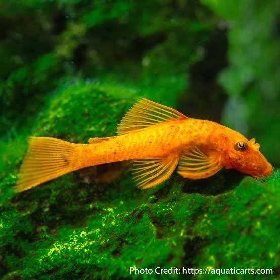 Plusieurs type de poisson, Enlèvement, Poissons inclus, Comme neuf, Aquarium d'eau douce rempli