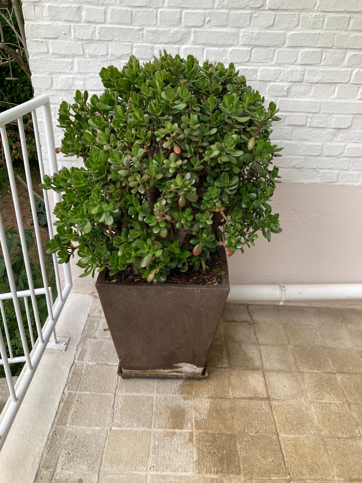 Prachrige plant in pot van Vierkant, Ophalen, Vetplant, In pot, Minder dan 100 cm