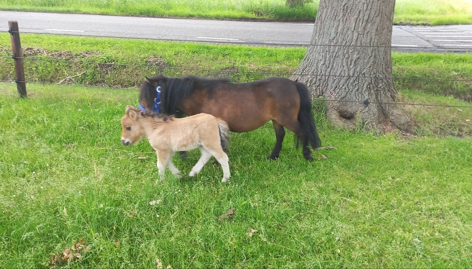MERRIE MET VEULEN