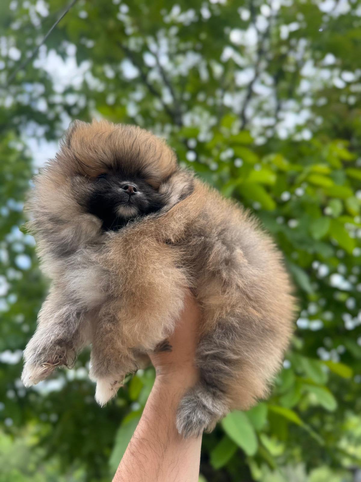 Prachtige mini Pomeriaan pups ( bear face), Parvo, België, Particulier, Keeshond