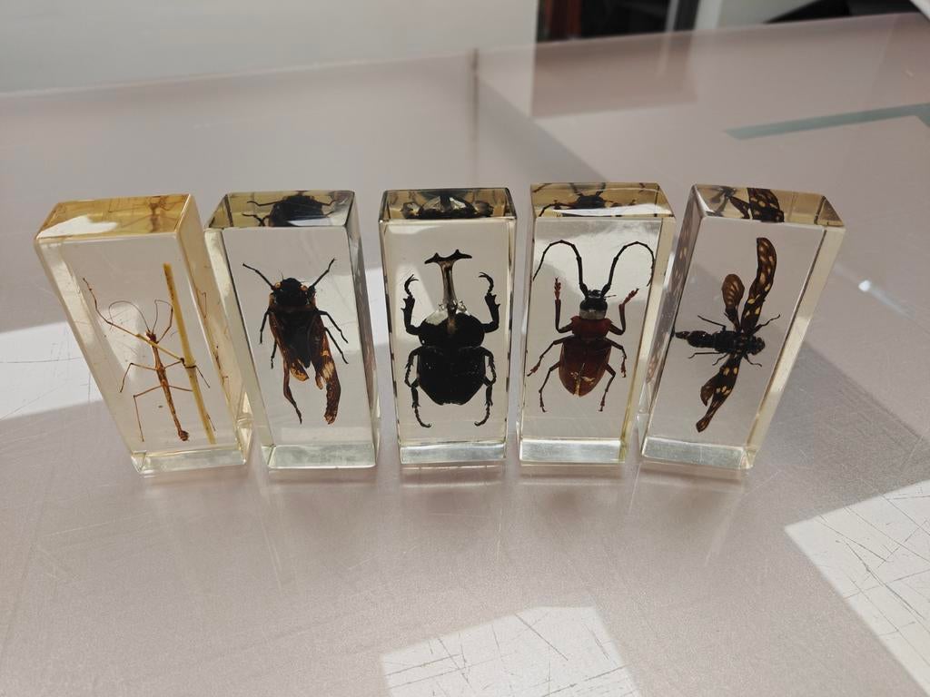 Set insecten in kubus van hars 11 cm x 4,5 cm x 3 cm, Verzamelen, Ophalen