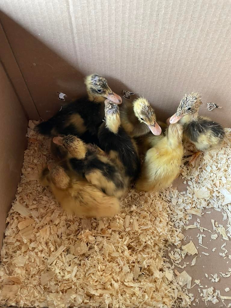 Kuikens loopeend, Dieren en Toebehoren, Meerdere dieren, Eend