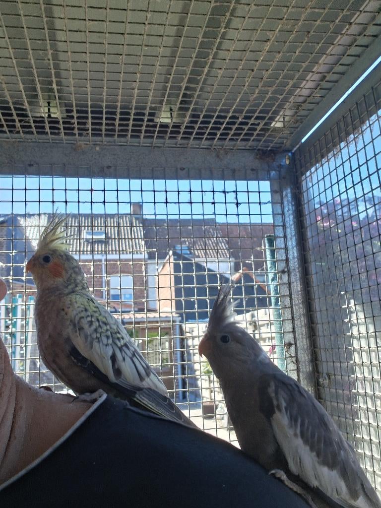 Tamme valkparkietjes, Geslacht onbekend, Tam