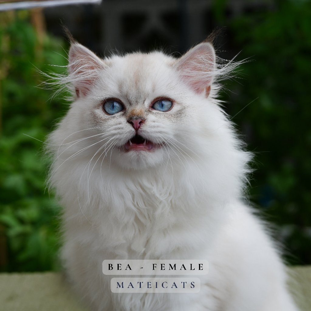 British Longhair Blue Point + Lilac Point, Dieren en Toebehoren, Katten en Kittens | Raskatten | Langhaar, Meerdere dieren, Met stamboom