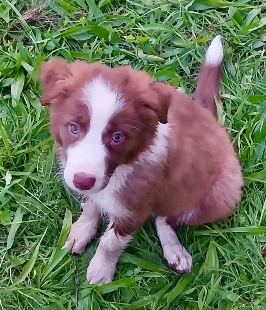 Border Collie pups, Maladie de Carré (chiens), 8 à 15 semaines, Colley, Plusieurs