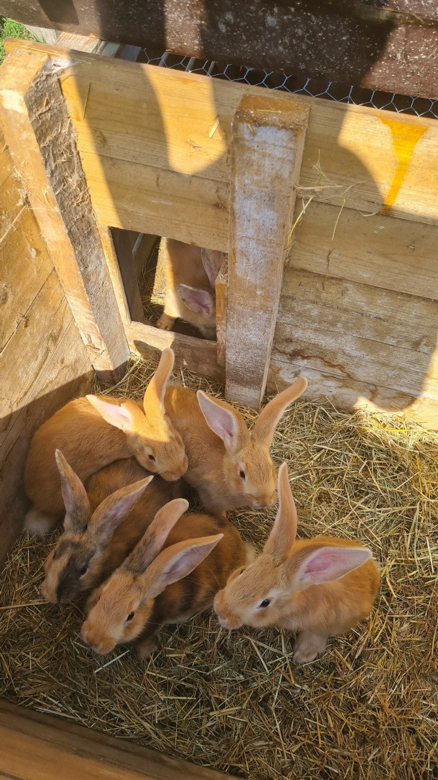 Géants flamands, Mâle, Grand, 0 à 2 ans