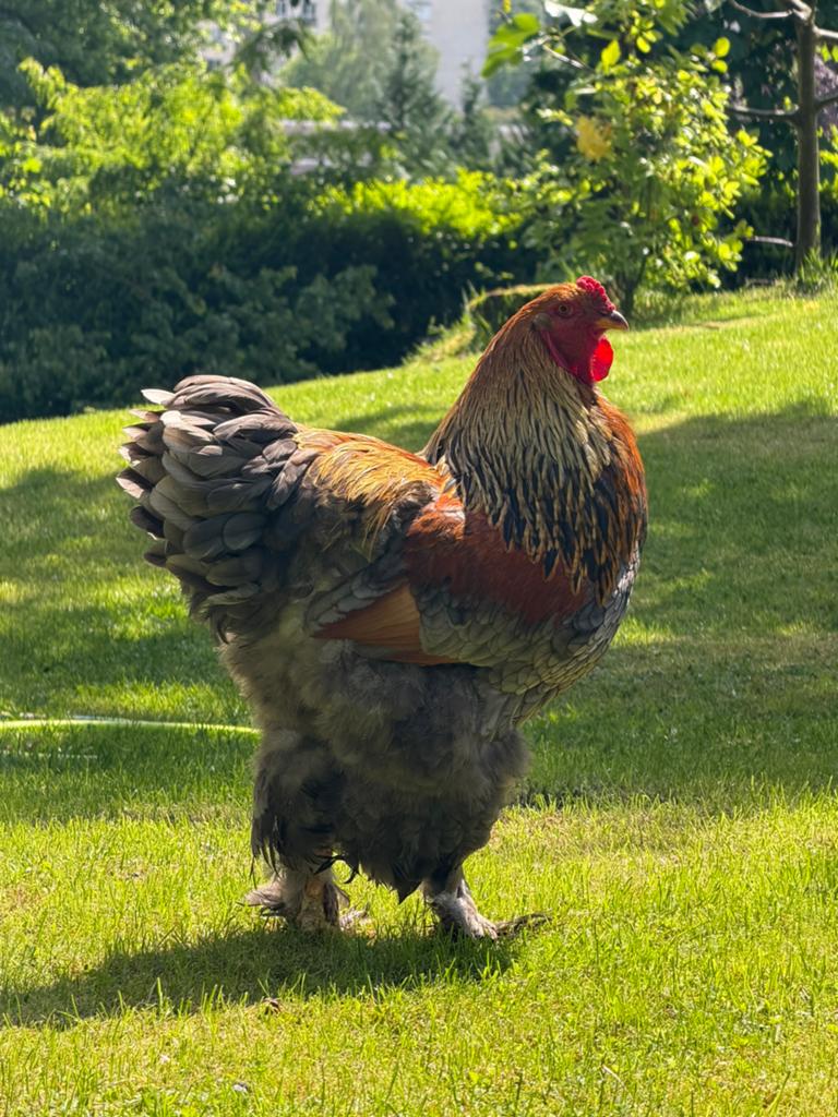 Oeuf de brahma féconder, Verzamelen, Verrassingseieren, Ophalen