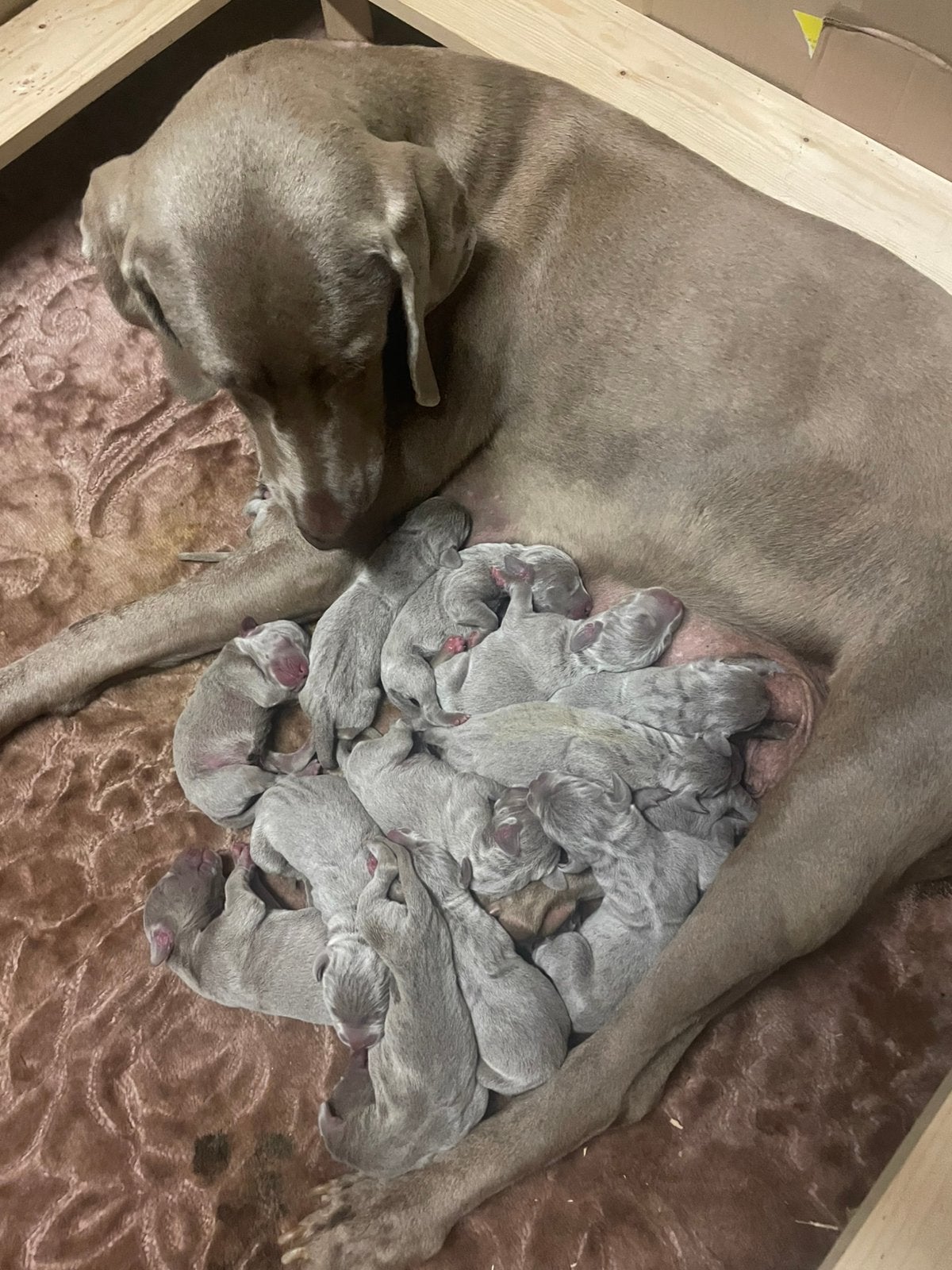 Weimaraner puppy’s, Parvovirose, Autres races, 8 à 15 semaines, Plusieurs