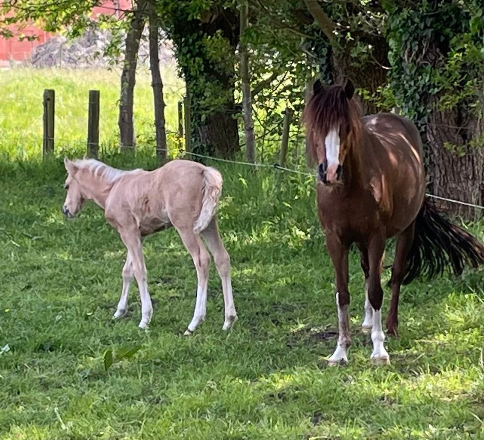Prachtige welsh b merrie en 2 veulens 1m30 top karakters, Dieren en Toebehoren, Met stamboom, B, 0 tot 2 jaar, C pony (1.27m tot 1.37m)