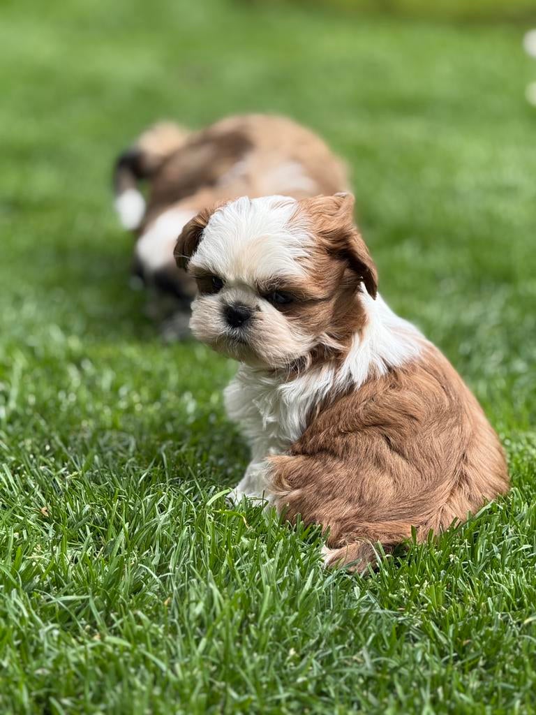 Chiots Shih Tzu, Autres races, Plusieurs, Hépatite contagieuse (maladie de Rubarth), Belgique