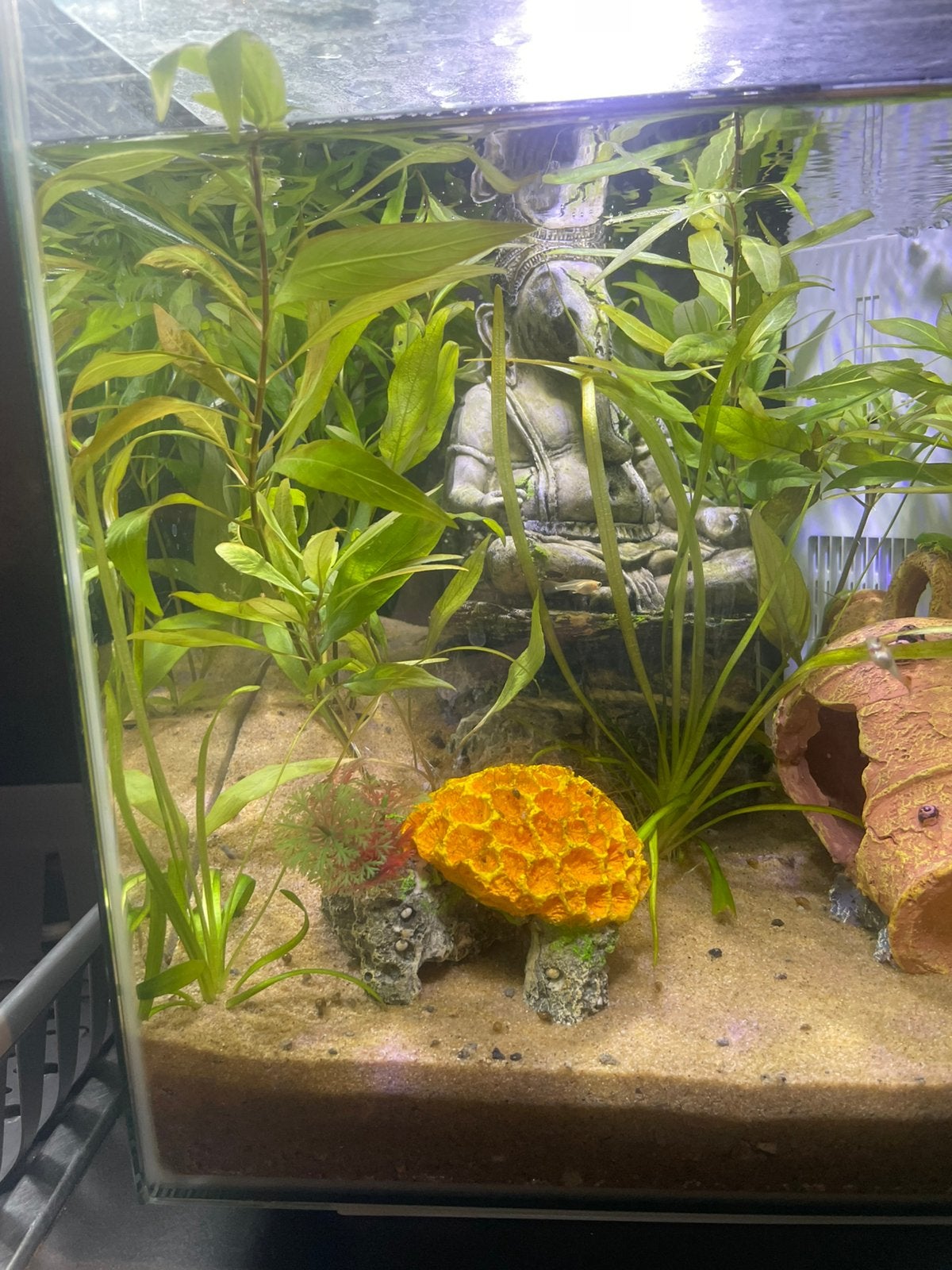 Kleine aquarium/kweekbak, Dieren en Toebehoren, Vissen | Aquariumvissen