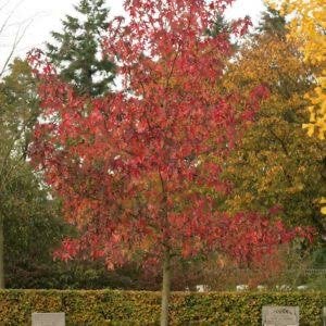 Liquidambar styraciflua / Amberboom MRST 175/200 C, Ophalen, In pot