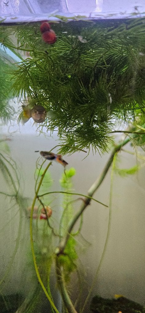 Endler guppen enkel de kleintjes staan te koop, Poisson, Poisson d'eau douce
