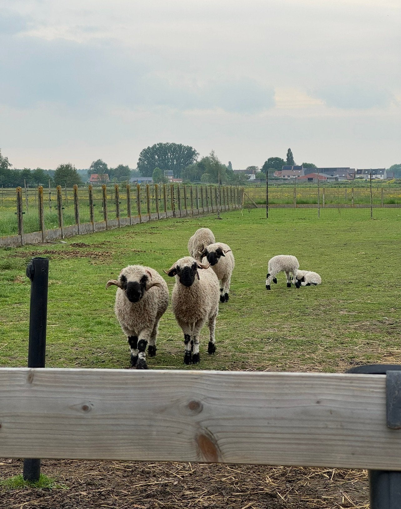 Kudde walliser schapen