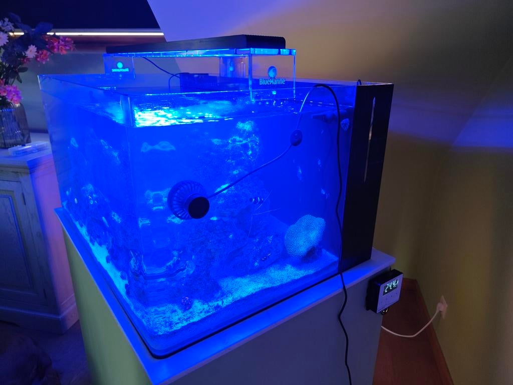 Zee aquarium, Enlèvement, Blue Marine