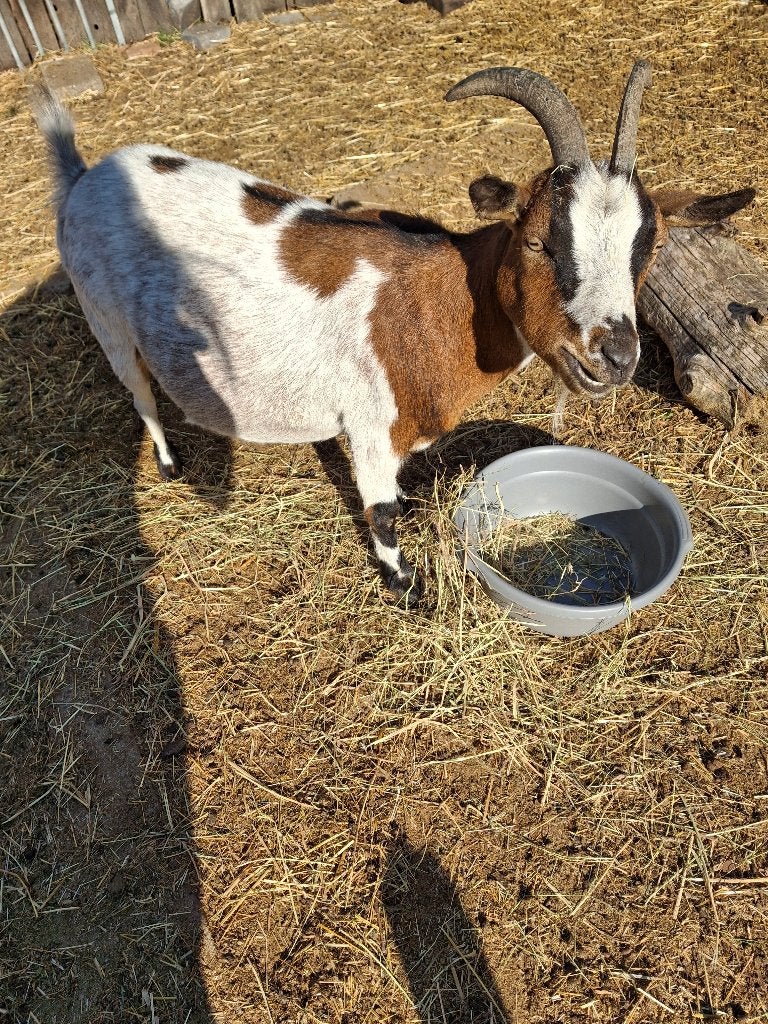 Handtamme dwerggeit, Dieren en Toebehoren, Schapen, Geiten en Varkens, Vrouwelijk, Geit