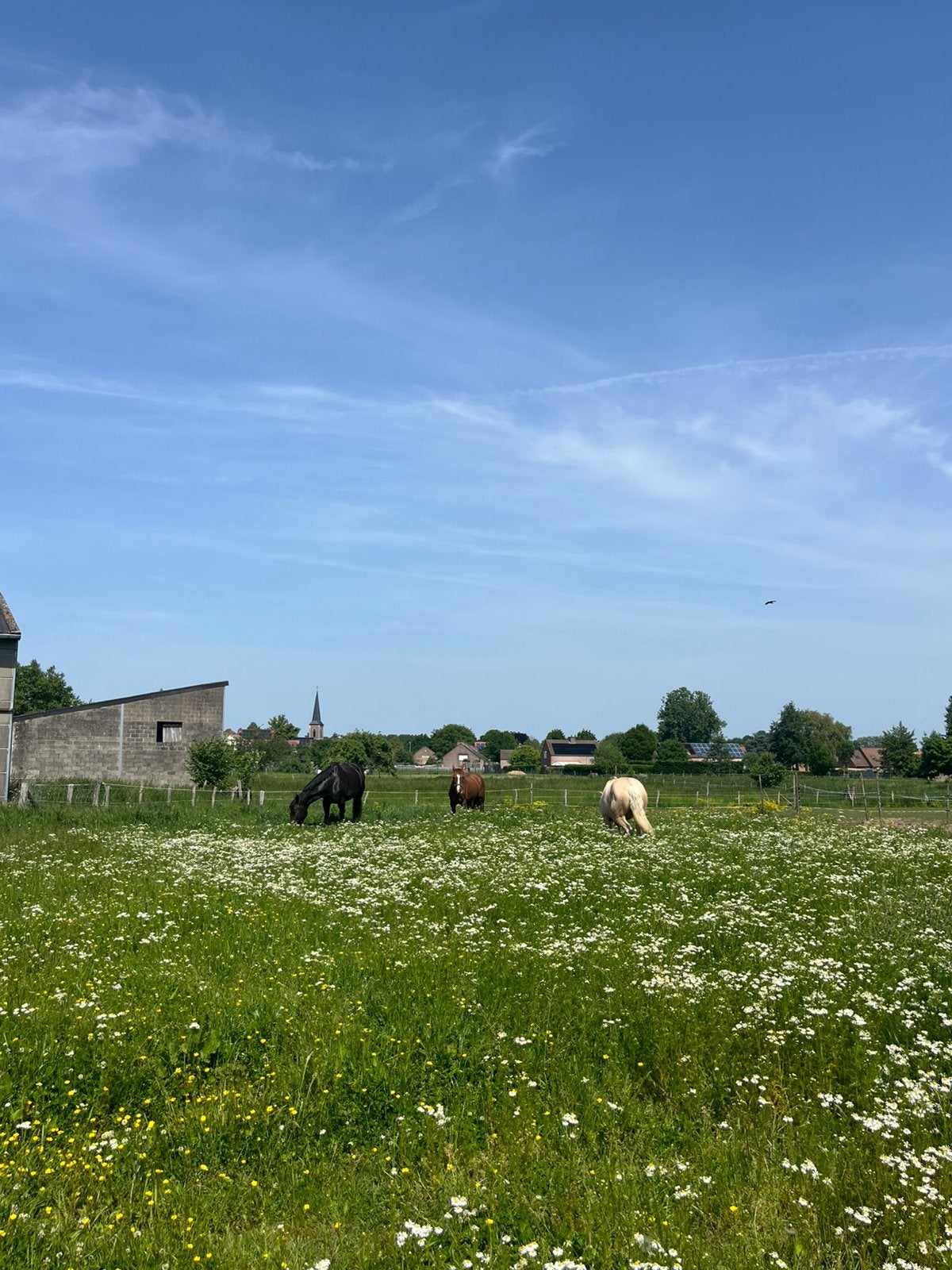 Plekje vrij op weide